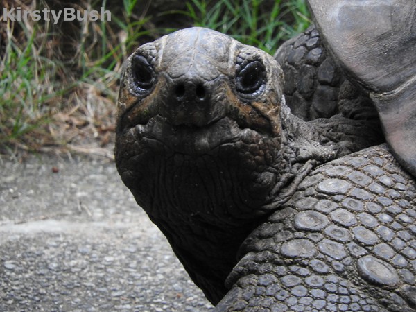 Taronga 51 Aldabra Giant Tortoise